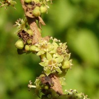 Bridelia retusa (L.) A.Juss.